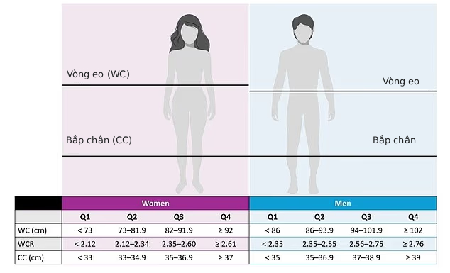 Kích thước bắp chân tiết lộ bạn có thể sống được bao lâu: 1 tỉ lệ trên cơ thể cho biết nguy cơ bệnh tật của bạn- Ảnh 3.