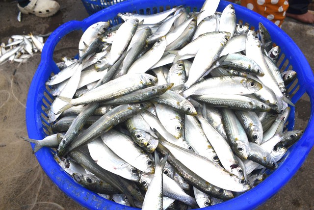 Đi chợ thấy loại cá này nhớ mua ngay: Tốt bậc nhất thế giới, dinh dưỡng vượt cá hồi mà giá chỉ bằng 1/5- Ảnh 4.