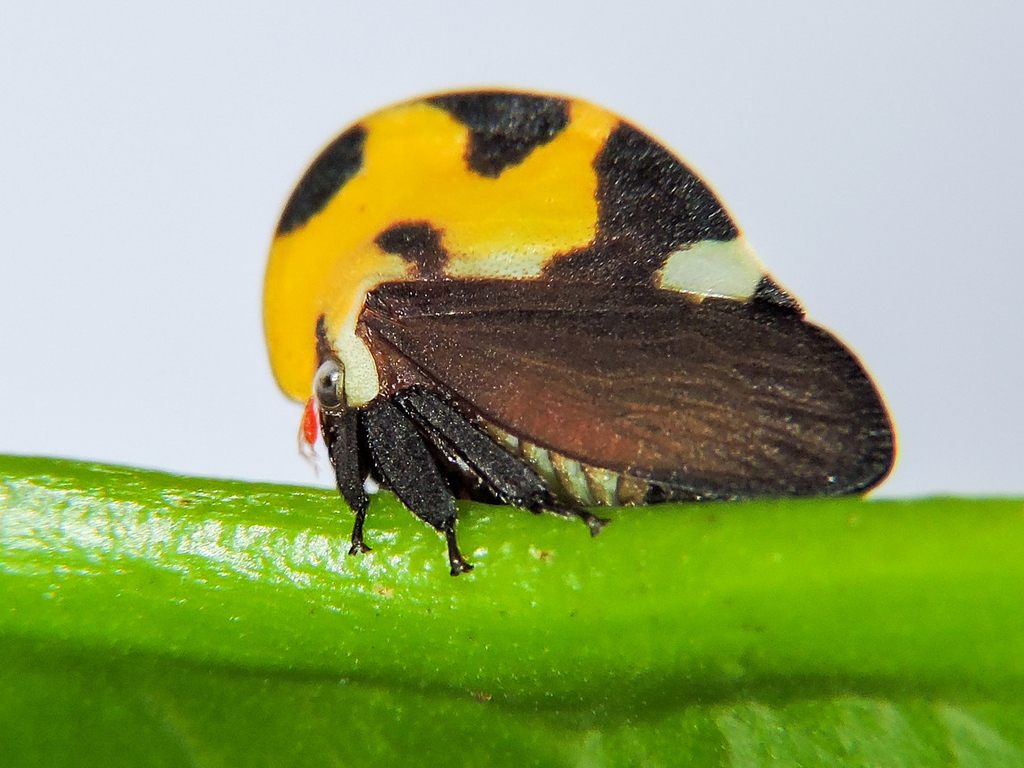 Ve sầu sừng: Giải mã nguồn gốc kỳ dị của một trong những sinh vật lạ nhất hành tinh!- Ảnh 2.