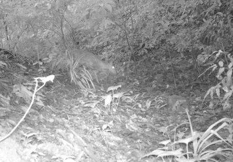 Loài vật quý hiếm ngỡ đã tuyệt chủng bất ngờ trở lại sau gần 100 năm tại Việt Nam- Ảnh 2.