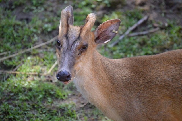 Loài vật quý hiếm ngỡ đã tuyệt chủng bất ngờ trở lại sau gần 100 năm tại Việt Nam- Ảnh 3.