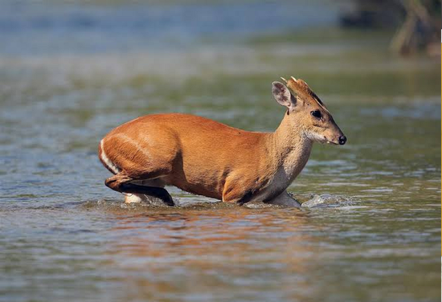 Loài vật quý hiếm ngỡ đã tuyệt chủng bất ngờ trở lại sau gần 100 năm tại Việt Nam- Ảnh 4.