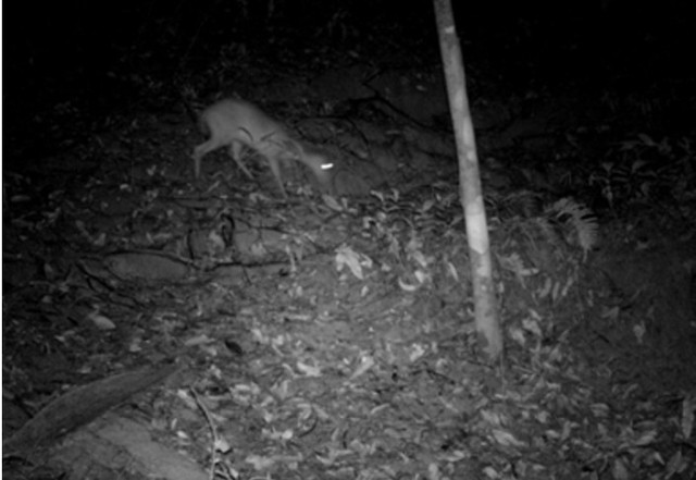 Loài vật quý hiếm ngỡ đã tuyệt chủng bất ngờ trở lại sau gần 100 năm tại Việt Nam- Ảnh 1.