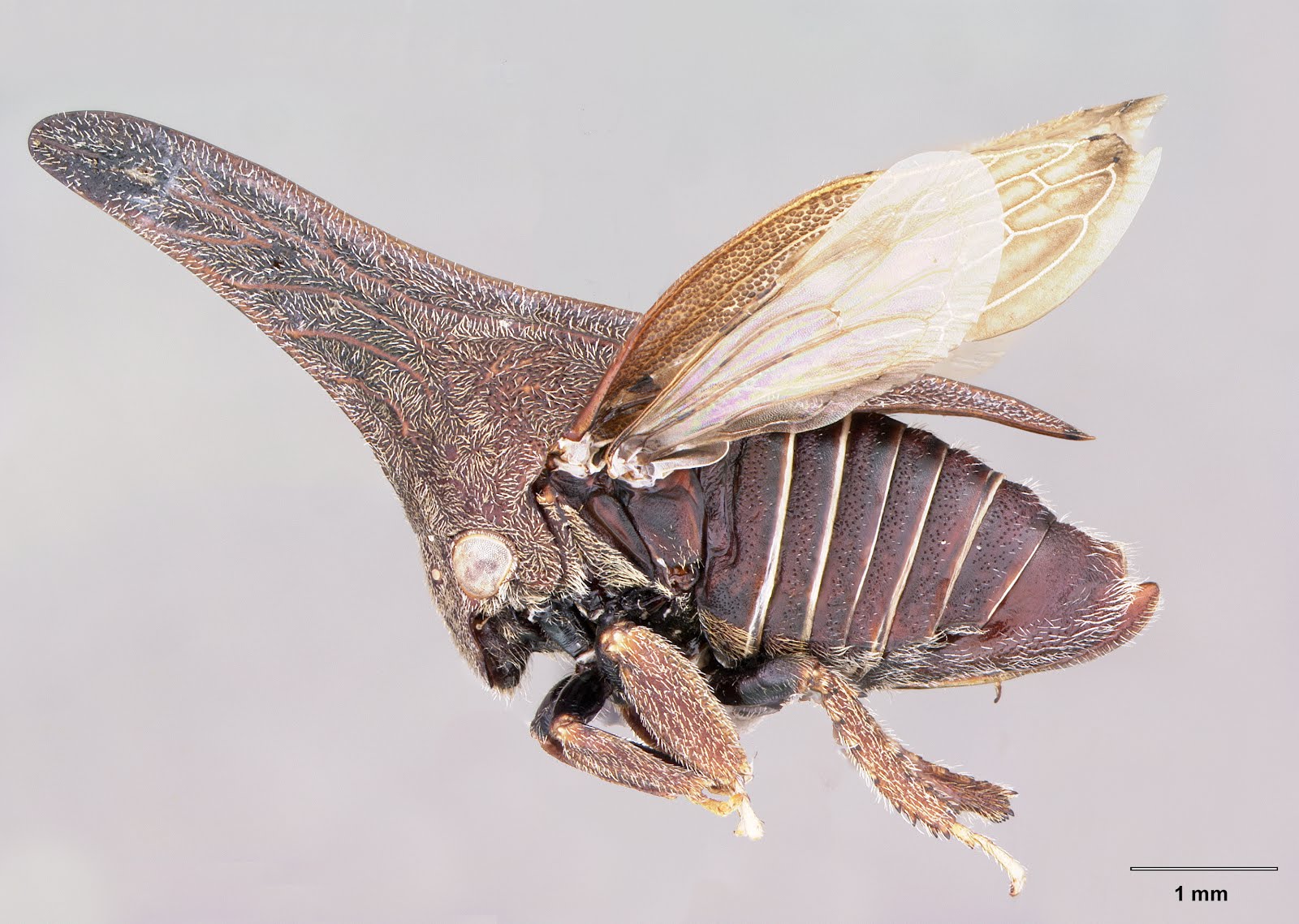 Ve sầu sừng: Giải mã nguồn gốc kỳ dị của một trong những sinh vật lạ nhất hành tinh!- Ảnh 4.