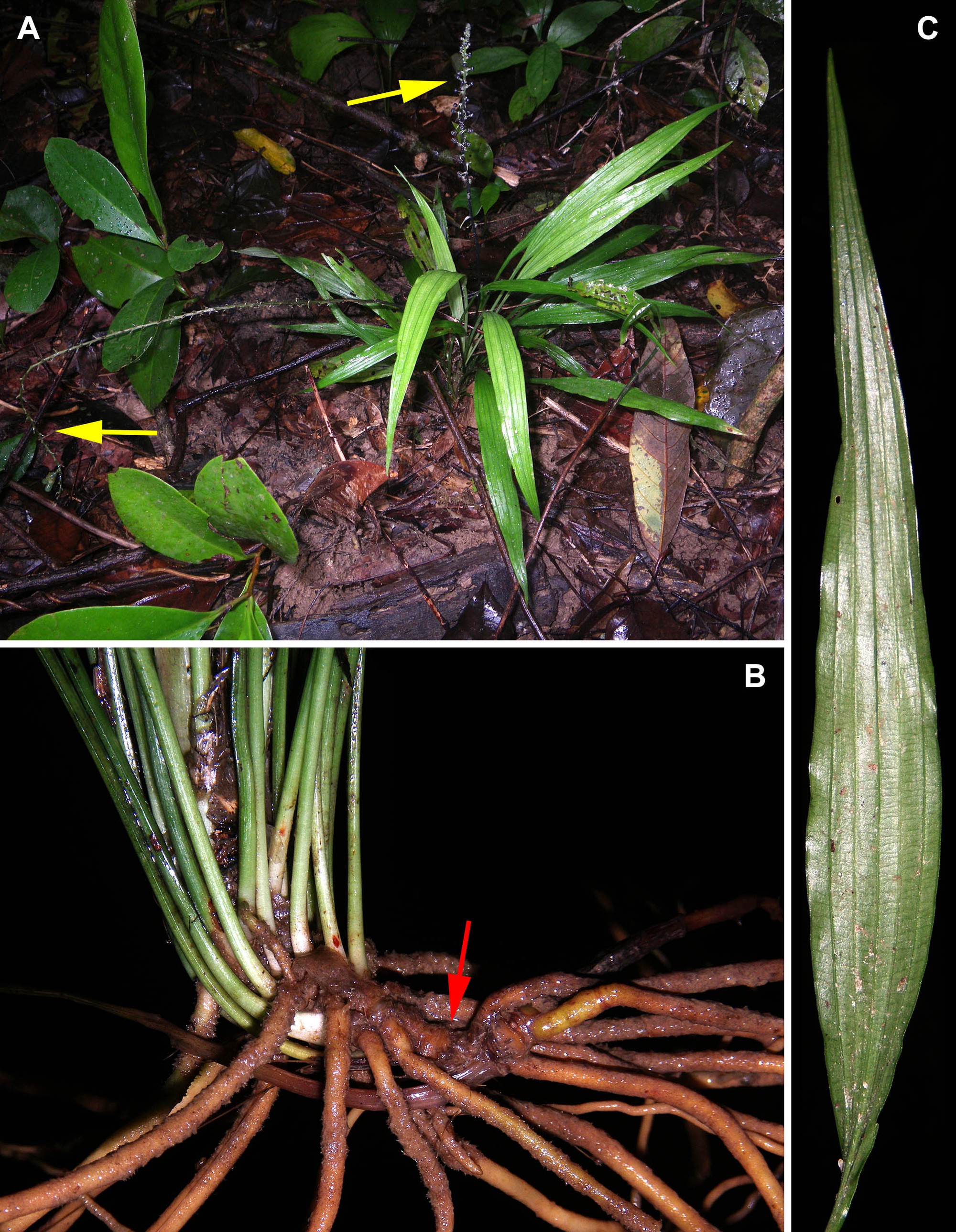 Ở độ cao 250m Việt Nam phát hiện loài thực vật mới: Được vì là “sâm mây” cực bổ- Ảnh 1.