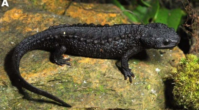 Loài vật quý hiếm chưa từng xuất hiện ở bất cứ đâu trên thế giới, nay được ghi nhận ở Việt Nam: Lập tức được xếp vào tình trạng nguy cấp- Ảnh 1.