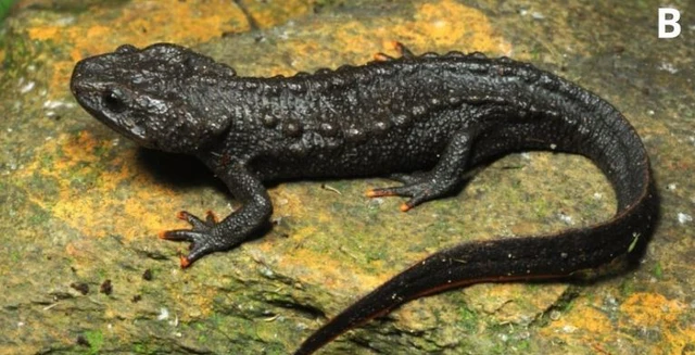 Loài vật quý hiếm chưa từng xuất hiện ở bất cứ đâu trên thế giới, nay được ghi nhận ở Việt Nam: Lập tức được xếp vào tình trạng nguy cấp- Ảnh 2.