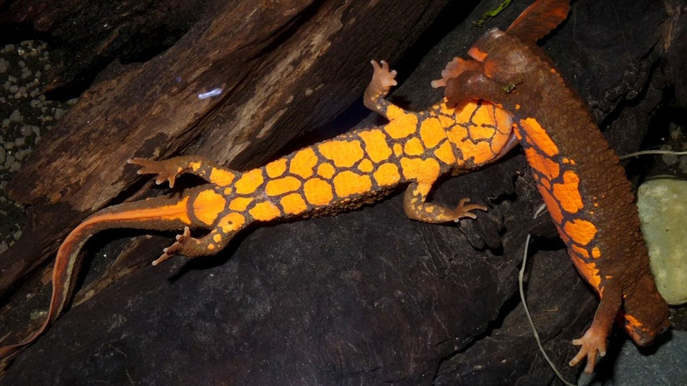 Loài vật quý hiếm chưa từng xuất hiện ở bất cứ đâu trên thế giới, nay được ghi nhận ở Việt Nam: Lập tức được xếp vào tình trạng nguy cấp- Ảnh 3.