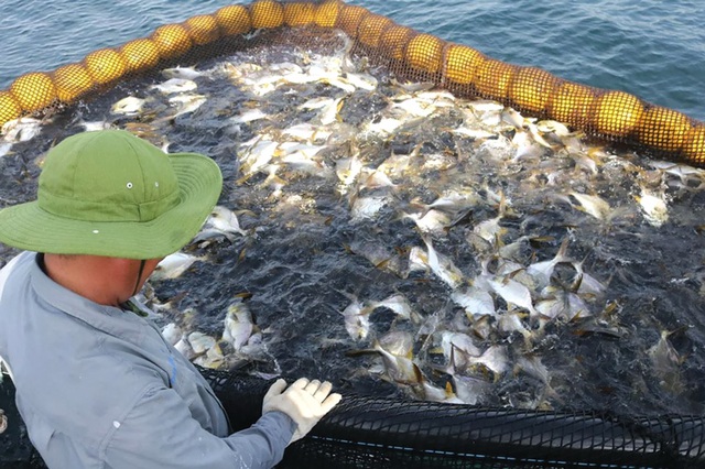 Loại cá trong danh sách 4 loại cá biển ngon nhất, được ví như "cá quý tộc": Ít xương dăm, cực dễ nấu- Ảnh 3.