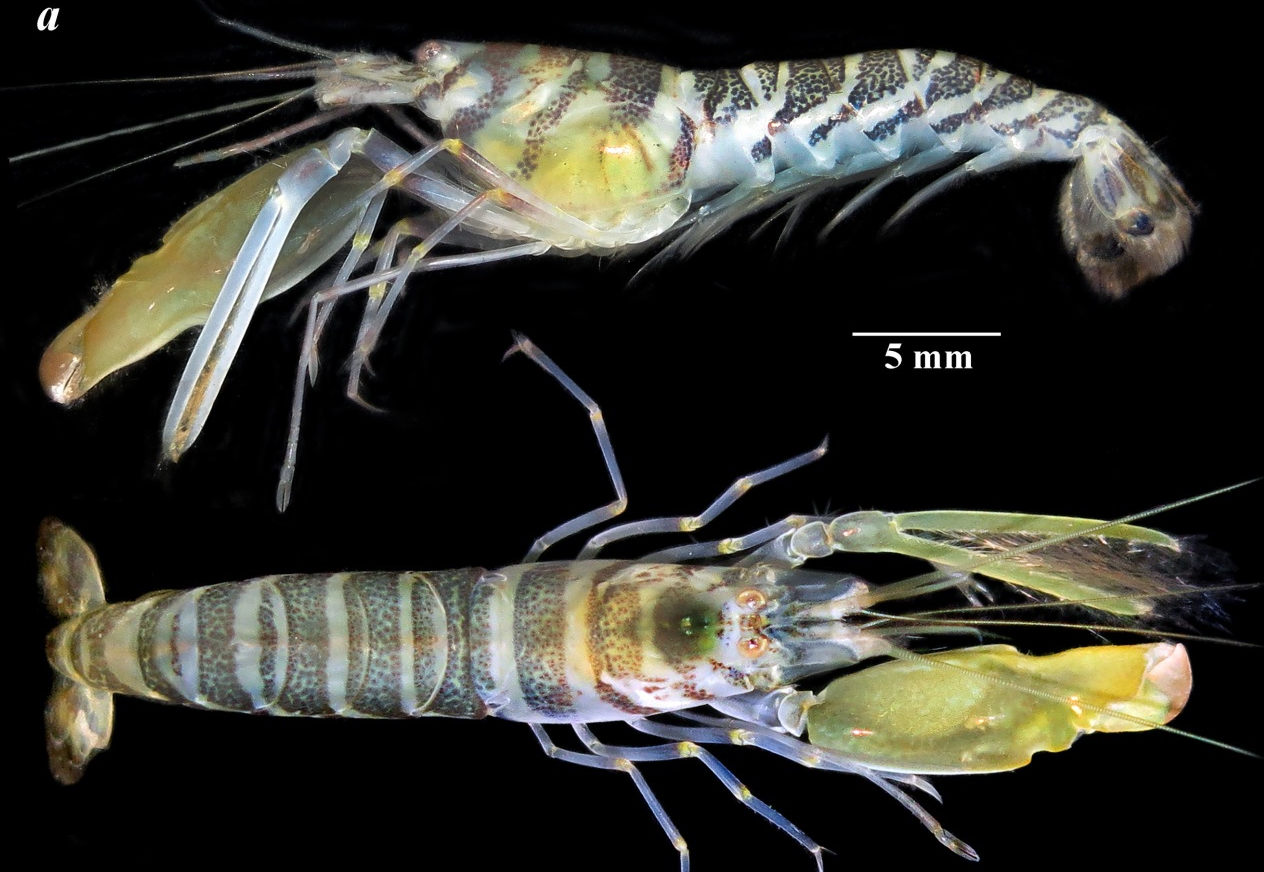 Việt Nam phát hiện “báu vật sống” dưới bùn lầy: Chưa từng được biết đến trên thế giới- Ảnh 1.
