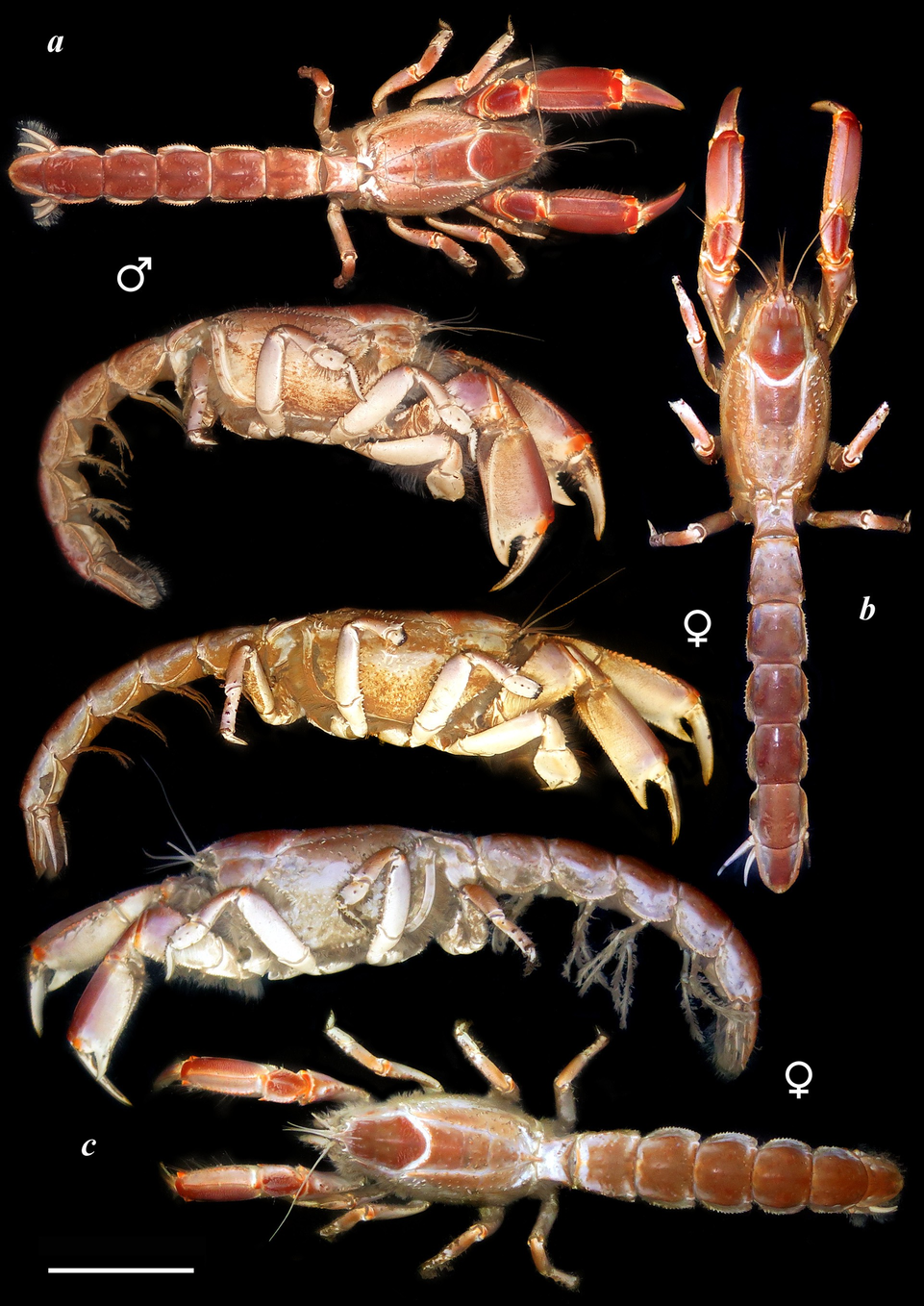 Việt Nam phát hiện “báu vật sống” dưới bùn lầy: Chưa từng được biết đến trên thế giới- Ảnh 2.