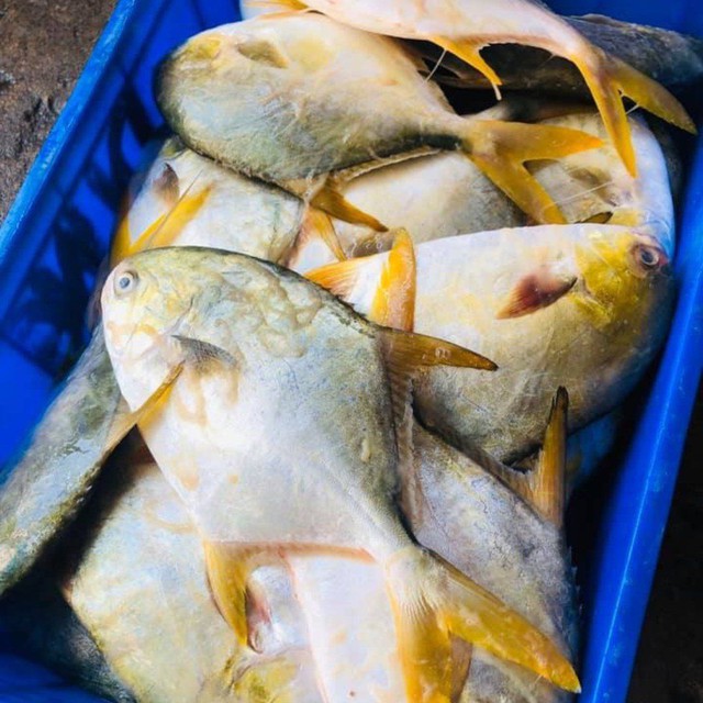 Loại cá trong danh sách 4 loại cá biển ngon nhất, được ví như "cá quý tộc": Ít xương dăm, cực dễ nấu- Ảnh 1.