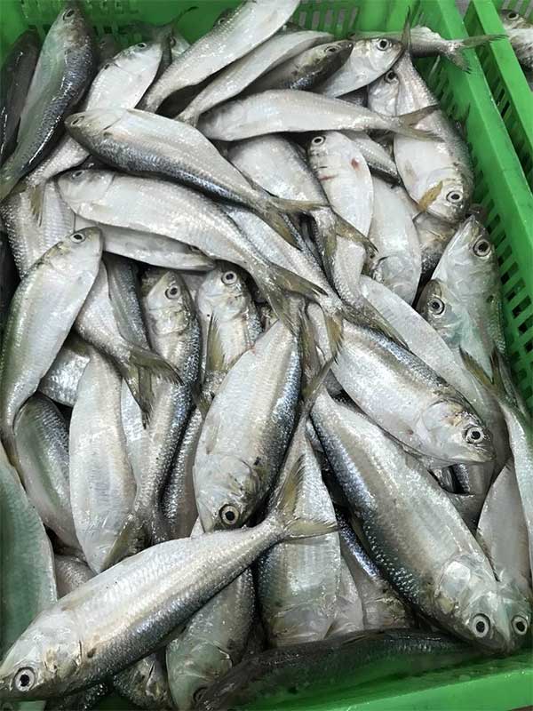 Loại cá được ví như "thuốc bổ từ biển", rẻ hơn cá hồi, cá ngừ nhưng nhiều chất không kém: Thịt béo, dễ nấu- Ảnh 2. Loại cá được ví như "thuốc bổ từ biển", rẻ hơn cá hồi, cá ngừ nhưng nhiều chất không kém: Thịt béo, dễ nấu- Ảnh 2.