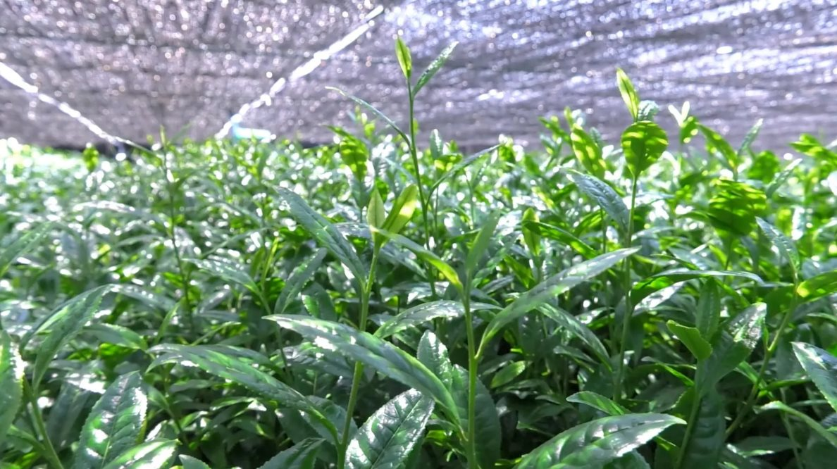 Nhật Bản sở hữu ‘kho báu xanh’ gây sốt toàn cầu: Giá tăng cấp số nhân, xuất khẩu tăng 4 lần, giới sành ăn săn lùng từng gram nhưng ‘không có mà mua’- Ảnh 2. Nhật Bản sở hữu ‘kho báu xanh’ gây sốt toàn cầu: Giá tăng cấp số nhân, xuất khẩu tăng 4 lần, giới sành ăn săn lùng từng gram nhưng ‘không có mà mua’- Ảnh 2.