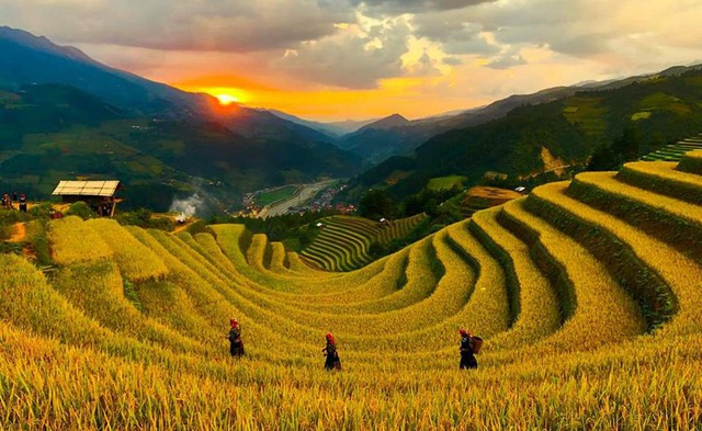 Ngọn đồi ở Mù Cang Chải là điểm ngắm mùa lúa chín siêu thực: Du khách nhận xét "Nhất định phải đến!"- Ảnh 1. Ngọn đồi ở Mù Cang Chải là điểm ngắm mùa lúa chín siêu thực: Du khách nhận xét "Nhất định phải đến!"- Ảnh 1.