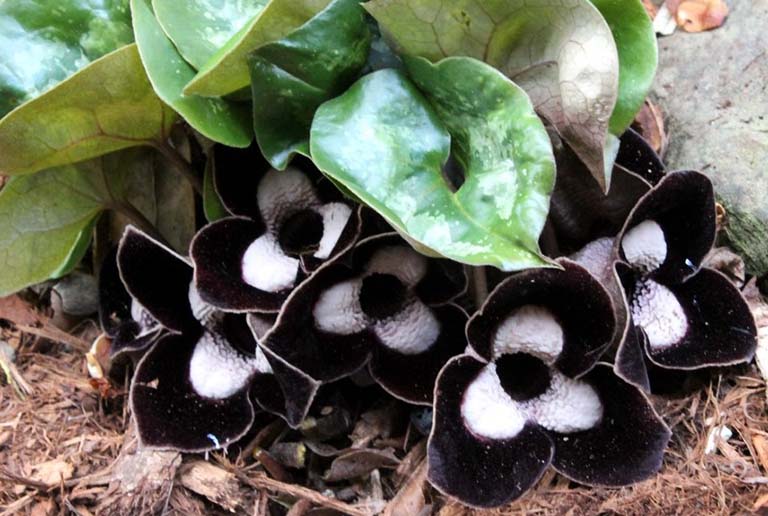 Việt Nam có loài cây mệnh danh “cây thần dược” quý như vàng từng bị khai thác cạn kiệt: Nay đang hồi sinh- Ảnh 1.