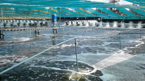 Trung Quốc liên tục săn lùng 'kho báu' dưới nước của Việt Nam: Nước ta là trùm đứng thứ 2 thế giới, sở hữu công nghệ chế biến hiện đại đứng top toàn cầu- Ảnh 1.