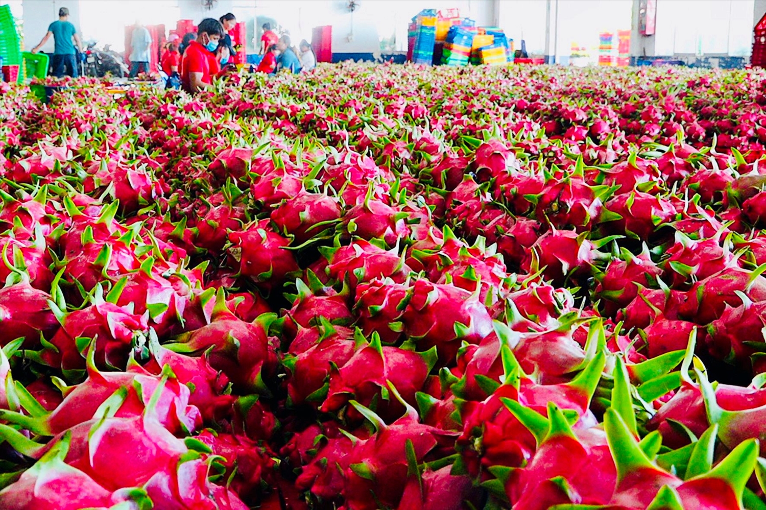 Việt Nam bán 1 loại quả thu hàng trăm triệu USD, vì sao "qua tay" Hàn, Nhật giá trị tăng 5-7 lần?- Ảnh 1. Việt Nam bán 1 loại quả thu hàng trăm triệu USD, vì sao "qua tay" Hàn, Nhật giá trị tăng 5-7 lần?- Ảnh 1.
