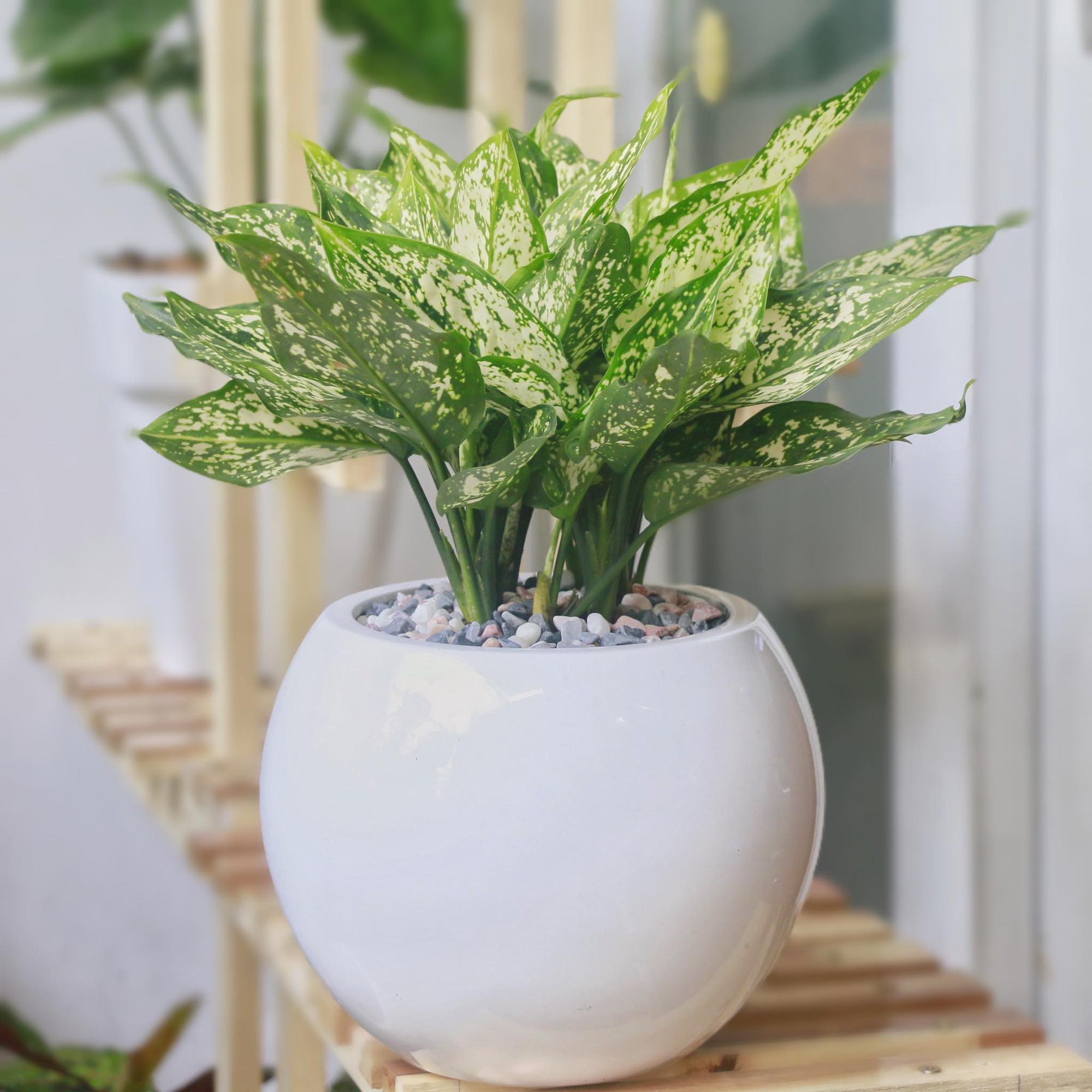 Ông bà dặn: Đặt 3 chậu cây trong phòng khách, tài lộc dồi dào, gia đình bình an, hạnh phúc- Ảnh 2. Ông bà dặn: Đặt 3 chậu cây trong phòng khách, tài lộc dồi dào, gia đình bình an, hạnh phúc- Ảnh 2.