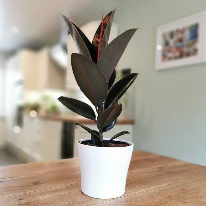 Ông bà dặn: Đặt 3 chậu cây trong phòng khách, tài lộc dồi dào, gia đình bình an, hạnh phúc- Ảnh 3. Ông bà dặn: Đặt 3 chậu cây trong phòng khách, tài lộc dồi dào, gia đình bình an, hạnh phúc- Ảnh 3.