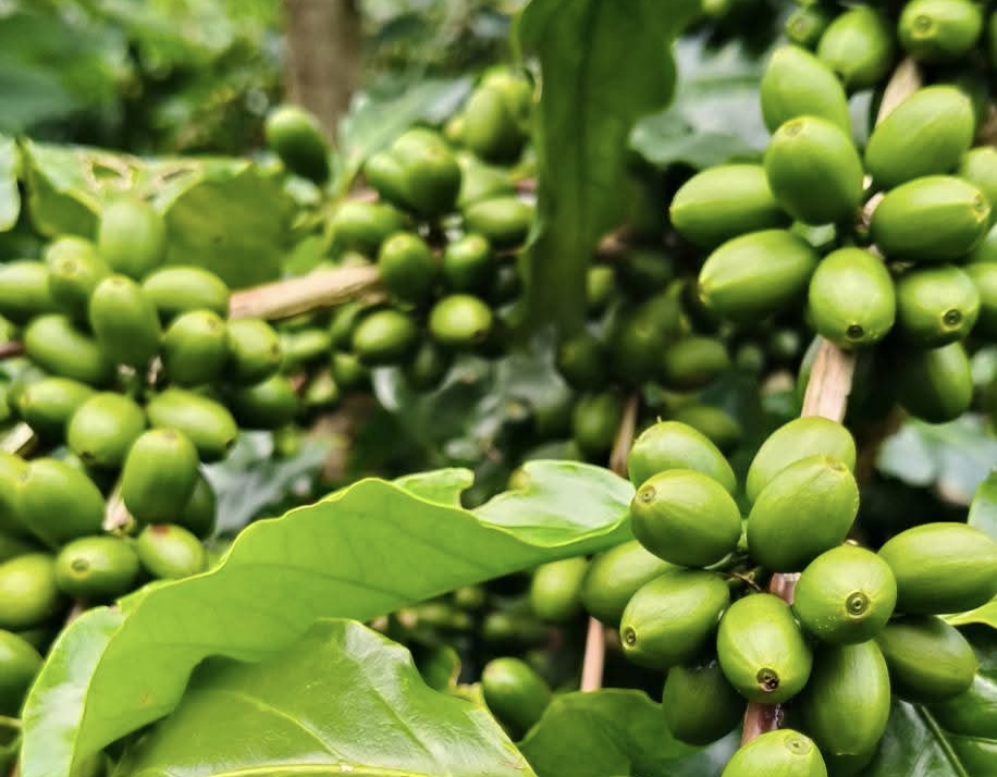 Giá cà phê hôm nay 11-9: Tăng mạnh và lợi thế mới của cà phê Việt- Ảnh 1. Giá cà phê hôm nay 11-9: Tăng mạnh và lợi thế mới của cà phê Việt- Ảnh 1.