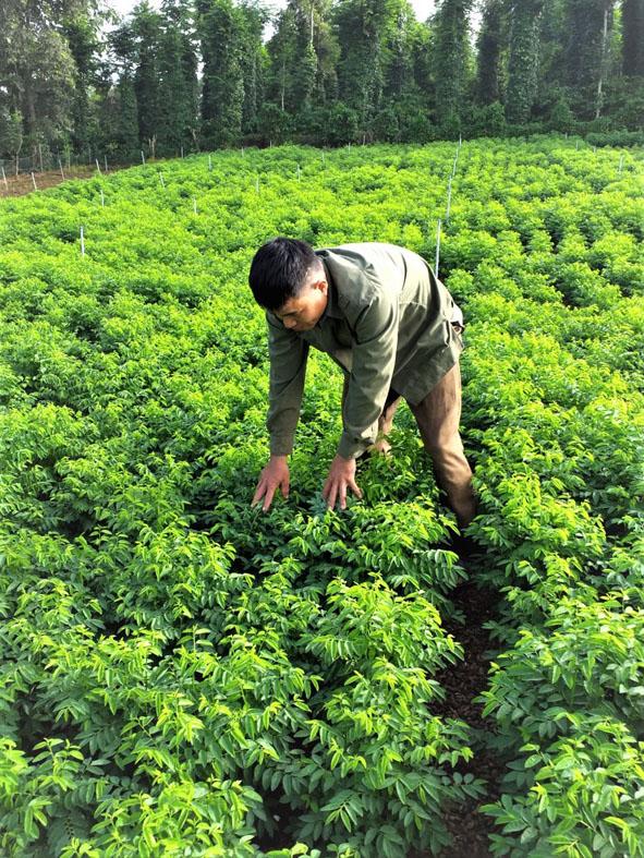 Loại rau được ví là "thần dược của sản phụ", rẻ hơn rau lang, rau cải: Ở Việt Nam chỉ nấu canh là quá phí- Ảnh 3.