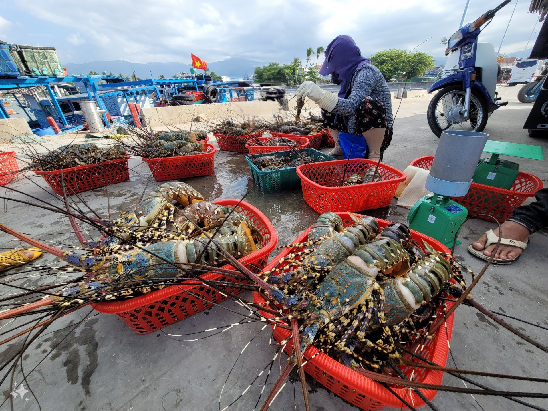 Trung Quốc đang tăng ‘săn’ báu vật dưới nước gì của Việt Nam dịp Trung thu, Tết năm nay?- Ảnh 1. Trung Quốc đang tăng ‘săn’ báu vật dưới nước gì của Việt Nam dịp Trung thu, Tết năm nay?- Ảnh 1.