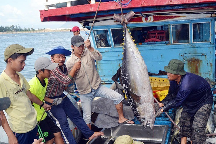 Thủy sản Việt Nam trước nguy cơ mất thị trường 500 triệu USD- Ảnh 1. Thủy sản Việt Nam trước nguy cơ mất thị trường 500 triệu USD- Ảnh 1.