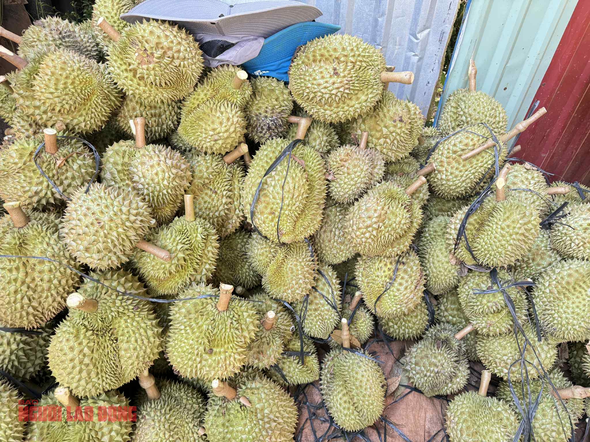 Sầu riêng sượng nước rớt giá mạnh, khắc phục được không?- Ảnh 1.