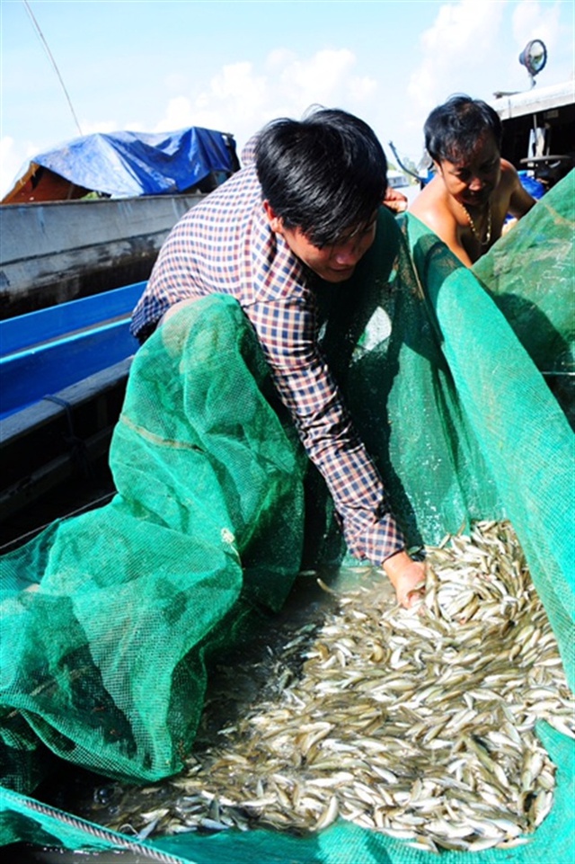 Loại cá được ví như "cá thần", chỉ xuất hiện 3 tháng trong năm: Giàu canxi, thịt mềm, ăn được cả xương- Ảnh 2.