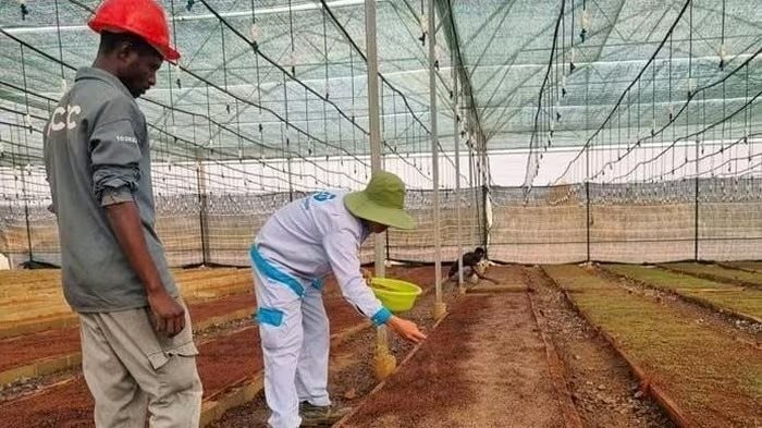 Hành động mới của "Bầu" Thiện tại châu Phi- Ảnh 1.