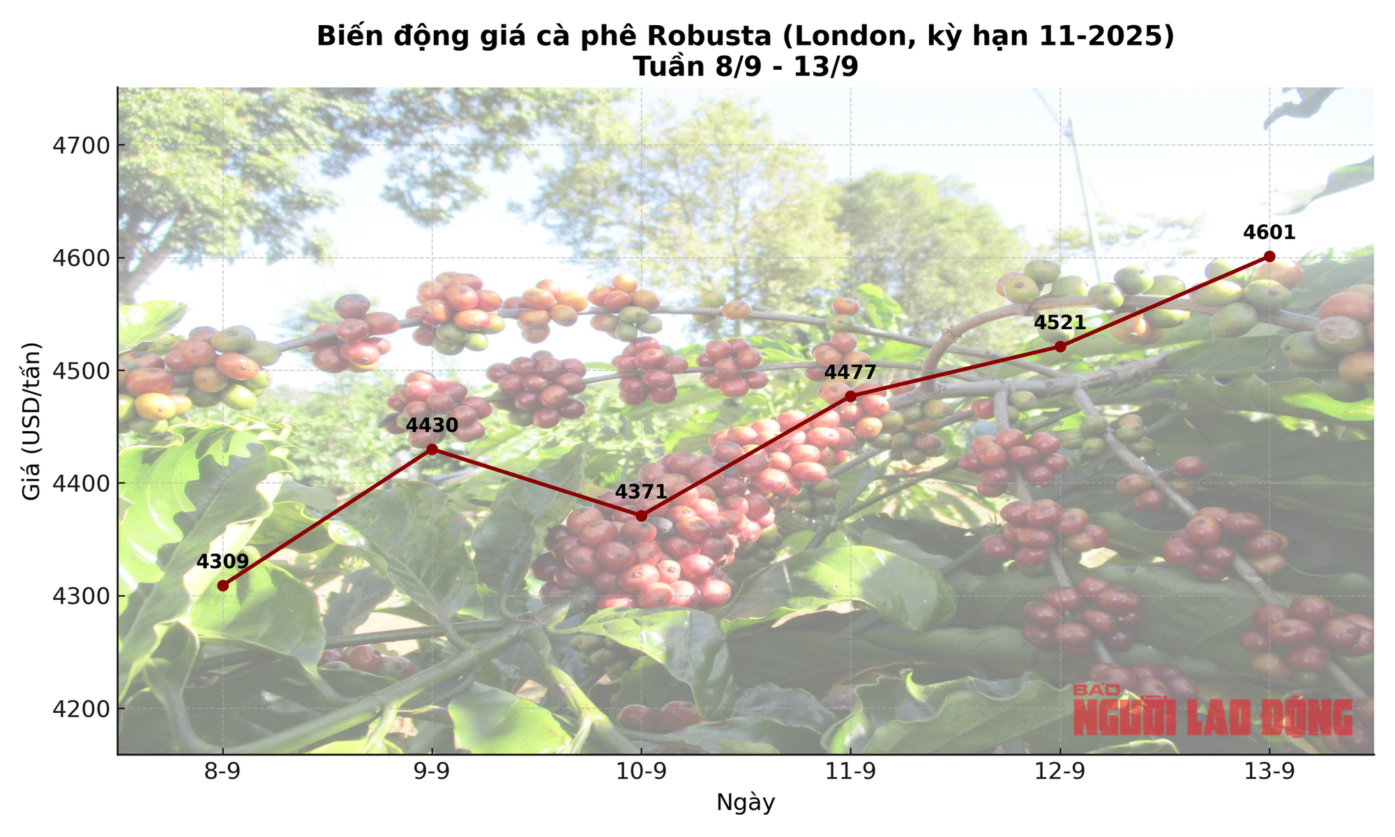 Giá cà phê hôm nay 13-9: Tăng tiếp phiên thứ 3, cà phê hòa tan bùng nổ?- Ảnh 1.