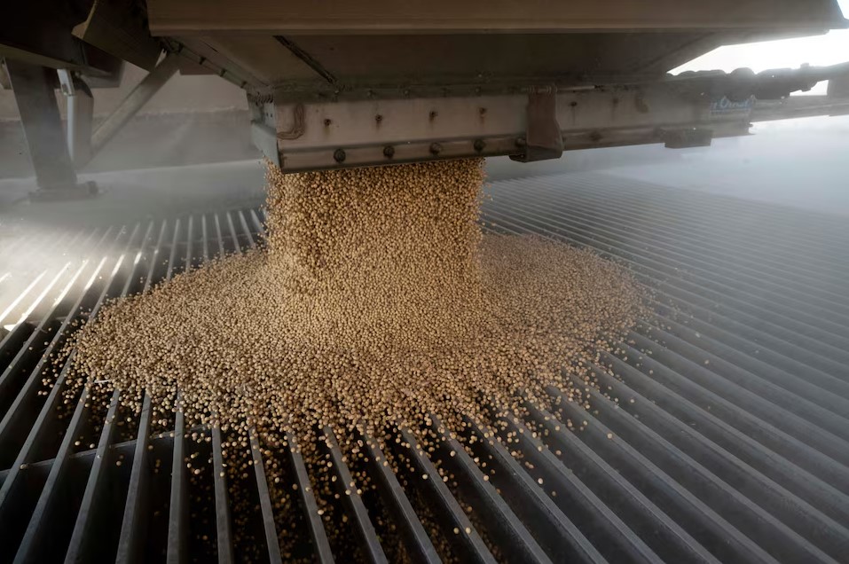Giữa mùa cao điểm, triệu tấn hàng Mỹ thất thu tỷ USD vì Trung Quốc ‘ngó lơ’, chọn nguồn Brazil- Ảnh 2. Giữa mùa cao điểm, triệu tấn hàng Mỹ thất thu tỷ USD vì Trung Quốc ‘ngó lơ’, chọn nguồn Brazil- Ảnh 2.