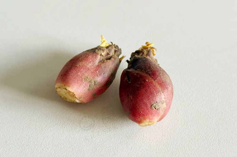 Loại “nhân sâm châu Á” trên mâm cơm của người Nhật nhưng ít người Việt biết tới, thật đáng tiếc!- Ảnh 1.