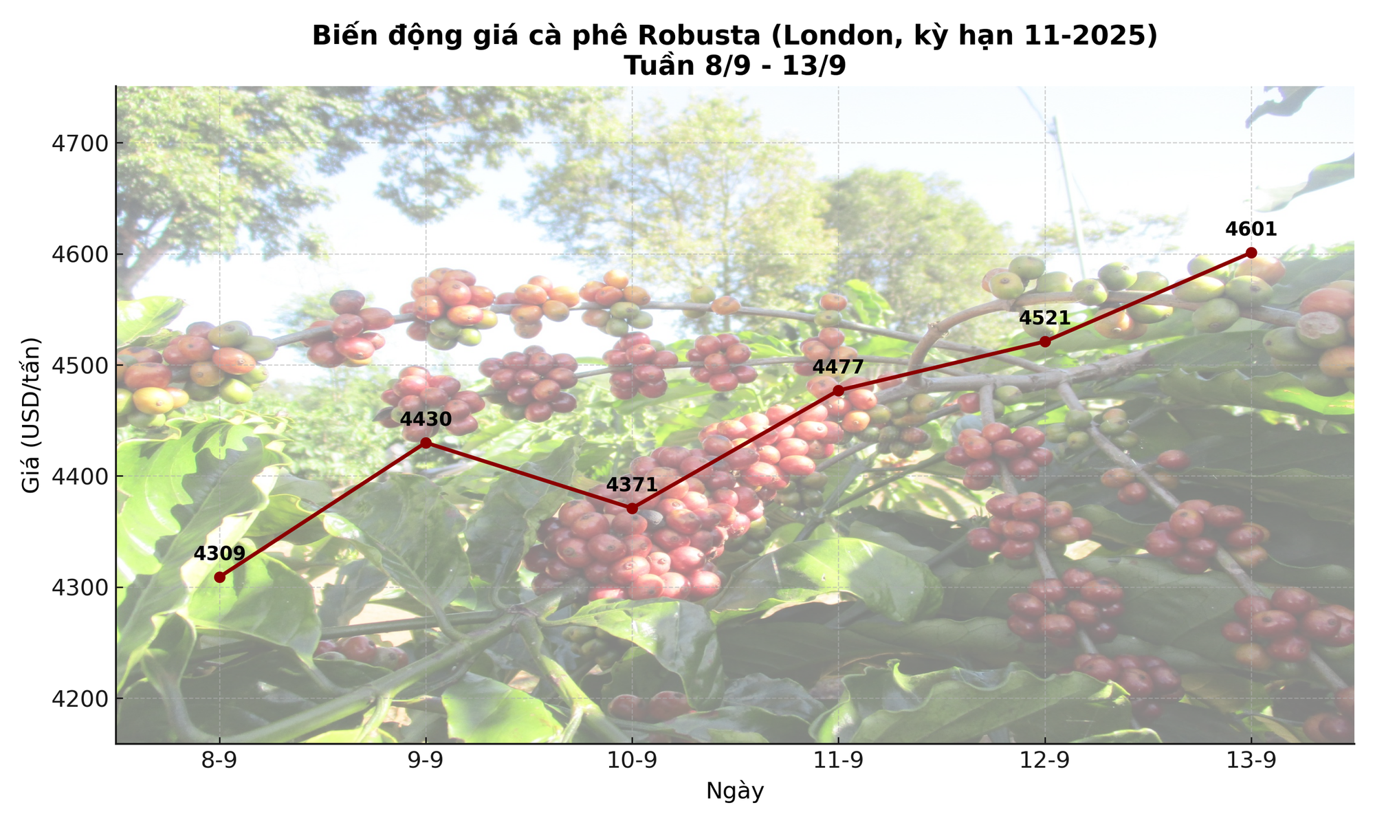 Giá cà phê hôm nay 14-9: Chốt tuần tăng, nhà vườn xả kho chuẩn bị vụ mới- Ảnh 2.