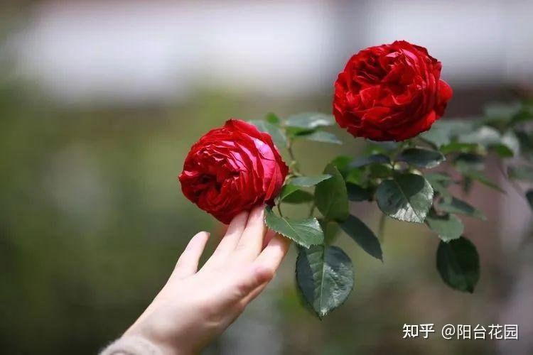 Từ giấc mơ châu Âu đến khu vườn 400m²: Người phụ nữ trung niên biến biệt thự thành thiên đường hoa bốn mùa- Ảnh 20.