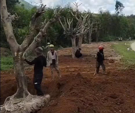 Xúc động chuyện chồng trồng 1 km phượng vĩ, 1.000 cây hoa hồng để tưởng nhớ vợ- Ảnh 2.