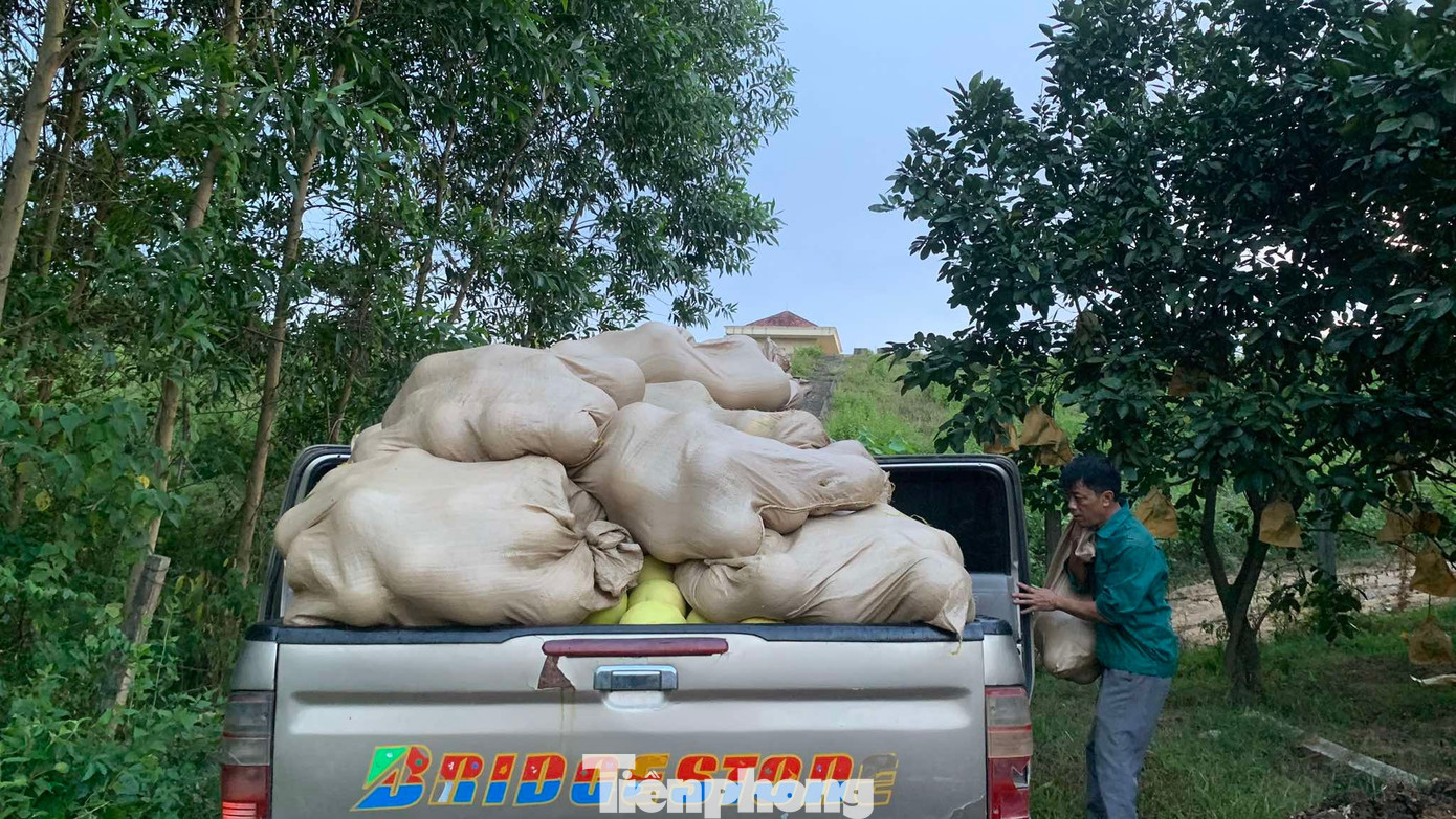 'Đệ nhất danh quả' vào vụ thu hoạch- Ảnh 8.
