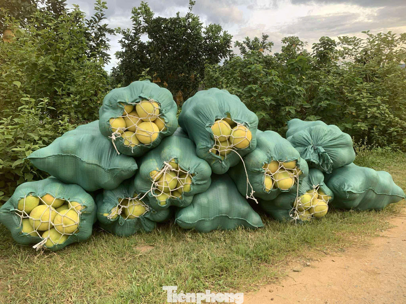 'Đệ nhất danh quả' vào vụ thu hoạch- Ảnh 10.