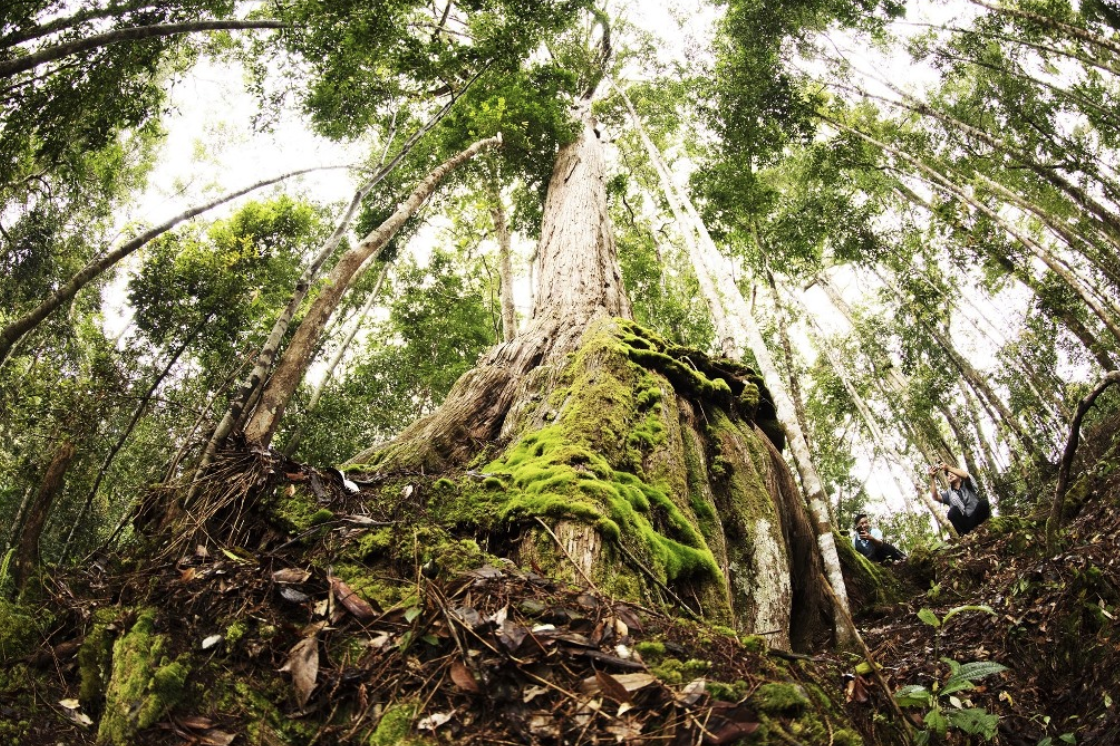 Ẩn sâu trong đại ngàn, “báu vật sống” của Việt Nam đứng trước nguy cơ biến mất- Ảnh 1. Ẩn sâu trong đại ngàn, “báu vật sống” của Việt Nam đứng trước nguy cơ biến mất- Ảnh 1.