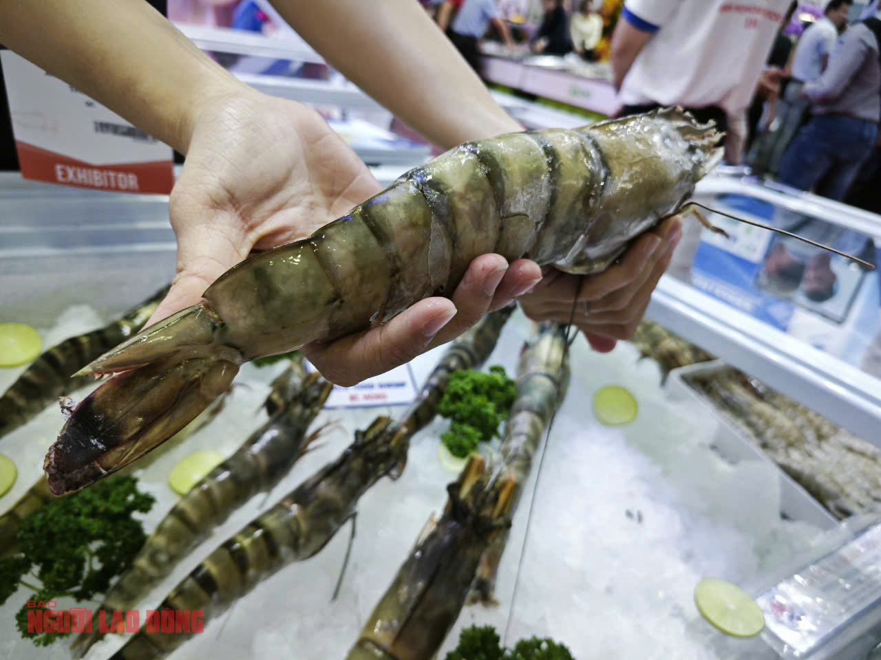 Trung Quốc ồ ạt mua tôm Việt, lần đầu soán vị trí nhập khẩu số 1 từ Mỹ- Ảnh 1.