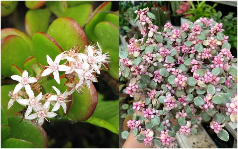 Ban công trồng 1 trong 5 cây này – 9/10 gia đình đều khỏe mạnh, tiền không hao hụt- Ảnh 5.