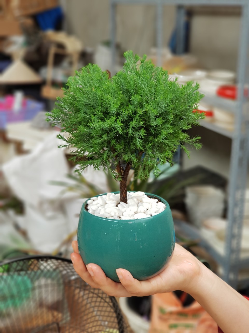 Ban công trồng 1 trong 5 cây này – 9/10 gia đình đều khỏe mạnh, tiền không hao hụt- Ảnh 3.