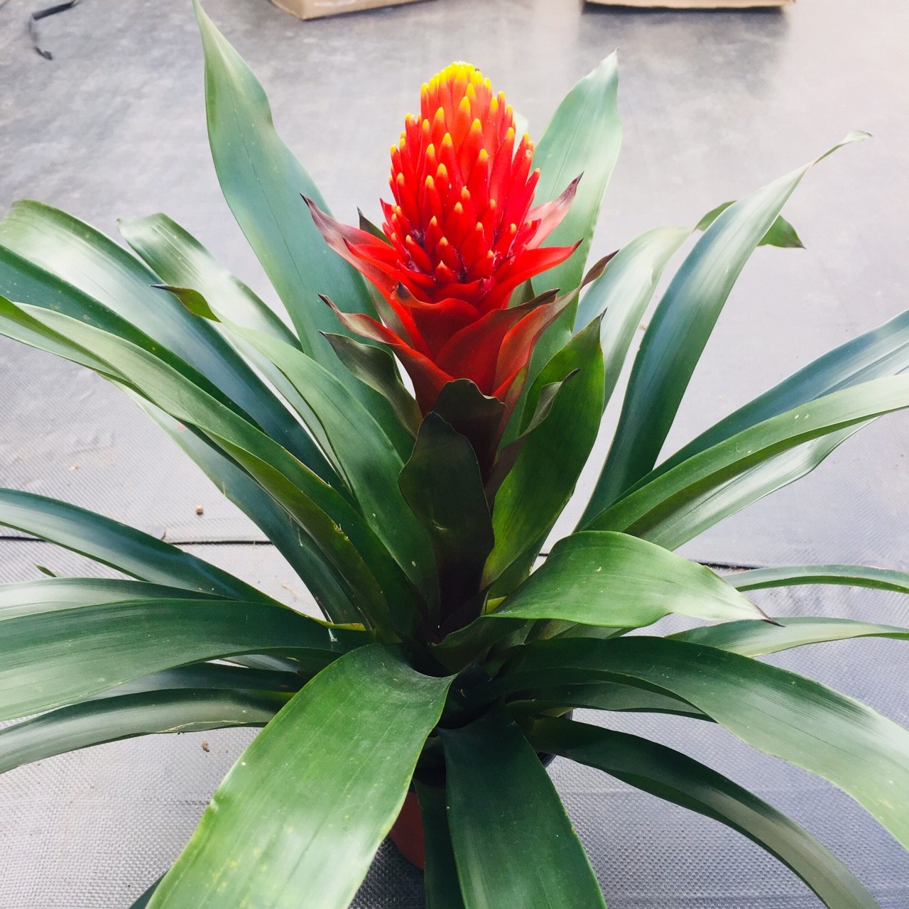 Ban công trồng 1 trong 5 cây này – 9/10 gia đình đều khỏe mạnh, tiền không hao hụt- Ảnh 4.