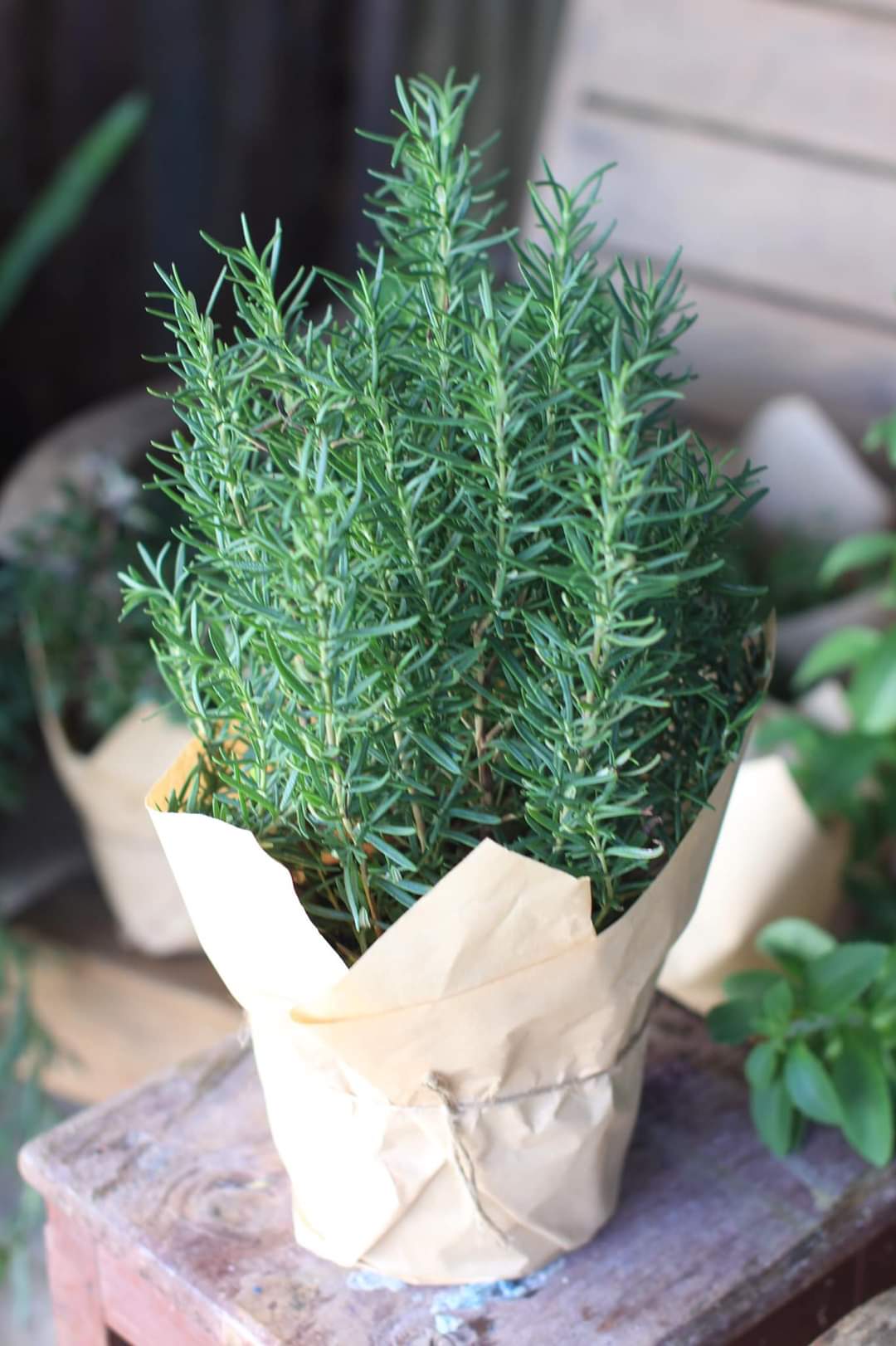 Ban công trồng 1 trong 5 cây này – 9/10 gia đình đều khỏe mạnh, tiền không hao hụt- Ảnh 1.