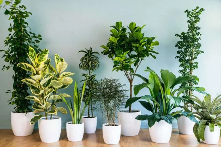 4 dấu hiệu trong nhà là điềm báo phong thủy 