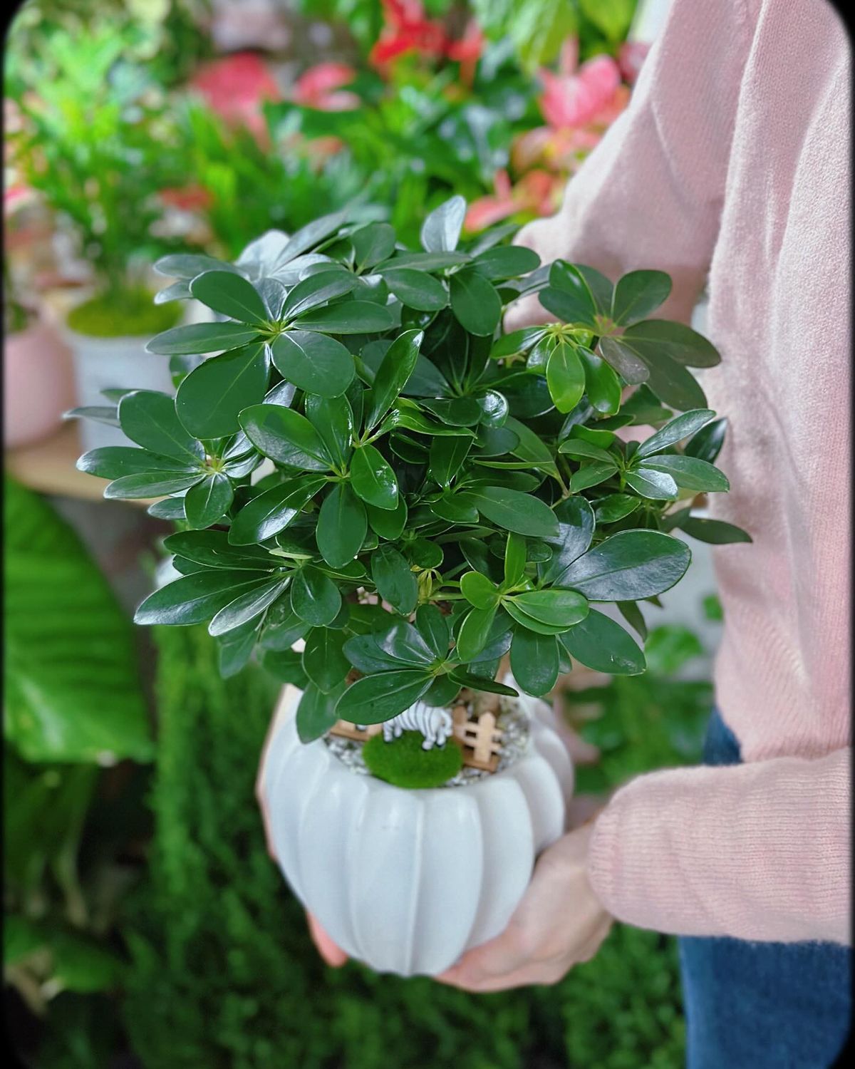 8 loại cây trấn nhà giữ của: Hít một hơi thấy khỏe, mở mắt đã thấy Thần Tài ghé thăm!- Ảnh 2.