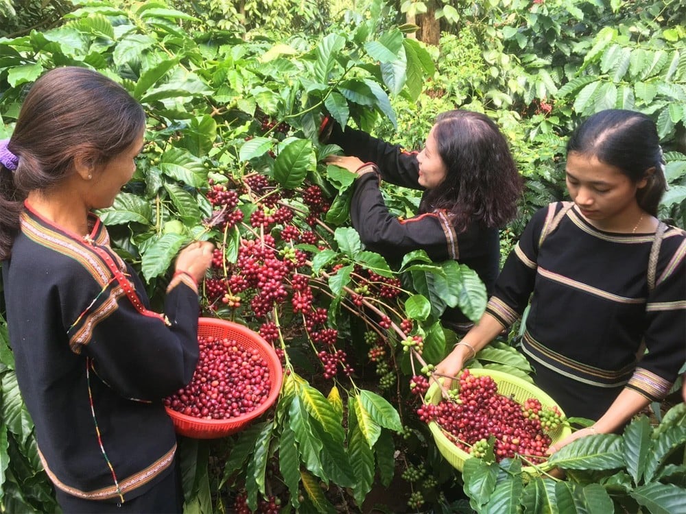 Xuất khẩu cà phê: Giá có xu hướng biến động nhẹ, liệu còn kéo dài "giai đoạn vàng"?- Ảnh 2.