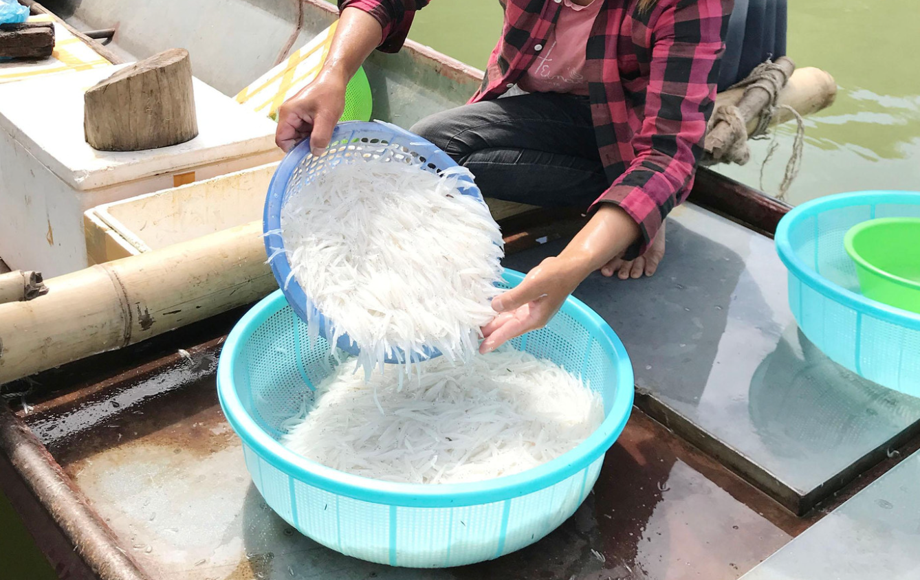 ‘Lộc trời’ chỉ có ở sông Đà: Được ví như ‘ngọc trong nước’, cả năm chỉ xuất hiện 1 đến 2 tháng- Ảnh 1. ‘Lộc trời’ chỉ có ở sông Đà: Được ví như ‘ngọc trong nước’, cả năm chỉ xuất hiện 1 đến 2 tháng- Ảnh 1.