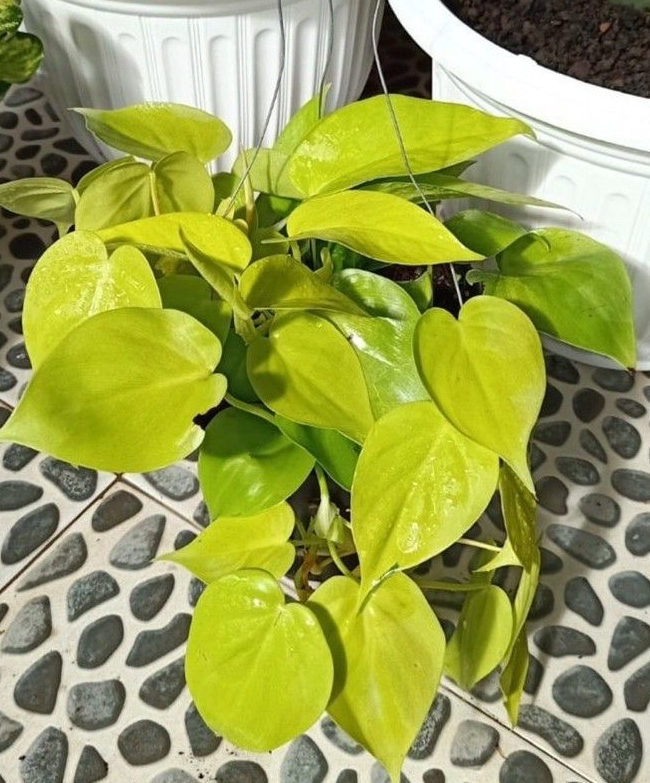 8 loại cây trấn nhà giữ của: Hít một hơi thấy khỏe, mở mắt đã thấy Thần Tài ghé thăm!- Ảnh 3.